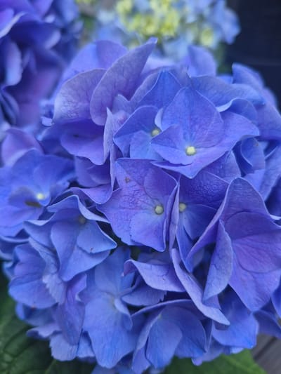 A close-up, low-angle shot captures a cluster of vibrant blue hydrangea flowers. The petals are a rich, saturated blue, with some appearing lighter and more translucent due to the lighting. The texture of the petals is visible, with delicate veins and slight crinkling. In the background, out-of-focus hints of yellow and lighter blue flowers suggest a larger garden or floral arrangement. The overall impression is one of natural beauty and color saturation. There is no indication of any location in Hagen, Germany, nor are there any people, objects, actions, or interactions depicted in the image.