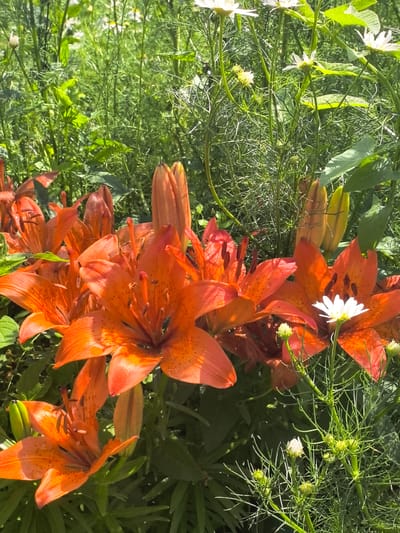The image is a close-up, eye-level shot of a cluster of vibrant orange lilies in full bloom, interspersed with green foliage and a few white daisy-like flowers. The lilies are the dominant subject, with their large, speckled petals spread open, revealing dark stamens. Several lily buds are also visible, some tightly closed and green, others beginning to unfurl. The background is a dense, green mix of leaves and thin, feathery stems, suggesting a garden or natural setting. The lighting is bright, indicating a sunny day, with some dappled shadows. The scene is devoid of any human presence or activity. The location is identified as being in the city of Baymak, Russia.