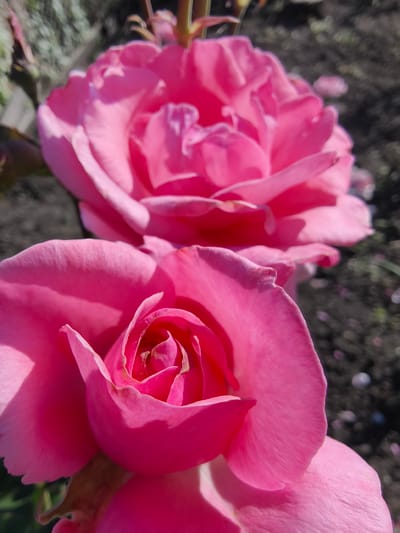 Two vibrant pink roses are in sharp focus, occupying the foreground and midground of the image. The rose in the foreground is closer and larger, its petals unfurling to reveal a tightly spiraled center. The rose in the midground is slightly out of focus, appearing larger and positioned above and behind the foreground rose. Both roses are a bright, saturated pink, with delicate textures visible on their petals. The background is a blur of muted tones, suggesting an outdoor setting with soil and some greenery. There are no people, animals, or man-made objects visible in the frame. The image appears to be a close-up, naturalistic photograph of flowers. The location in Poltavka, Ukraine, is not discernible from the visual information in the image.