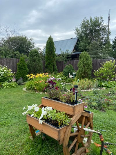 This is a photograph of a backyard garden in Mayaki, Russia. The garden features a variety of flowers, including petunias, daylilies, and hydrangeas, planted in wooden tiered planters and directly in the ground. A decorative wooden cart with wheels serves as a planter, holding white petunias in its upper tier. In the background, a wooden fence encloses the yard, and a house with a metal roof is visible. The scene is set on a cloudy day, with lush green grass covering the ground. There are no people or animals present in the image.