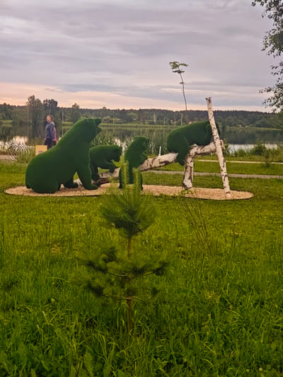 This image captures a scene in the city of Zaprudnya, Russia, showcasing a public art installation. The primary subjects are three topiary sculptures of bears, crafted from green shrubbery. The largest bear is seated, facing left, with two smaller bears positioned in front and to its right. One of the smaller bears is in a crawling posture, while the other is perched on a wooden structure resembling a log or a branch, supported by birch logs. This wooden structure is part of the art piece, adding a natural element to the sculpted bears.

In the background, a body of water, likely a lake or river, is visible, bordered by a dense line of trees. The sky above is overcast with a soft, muted light, suggesting it is either early morning or late evening. A single person, dressed in casual clothing, is standing near the sculptures, observing the artwork. The immediate foreground is covered in lush green grass and a small pine sapling. The overall environment appears to be a park or a recreational area.
