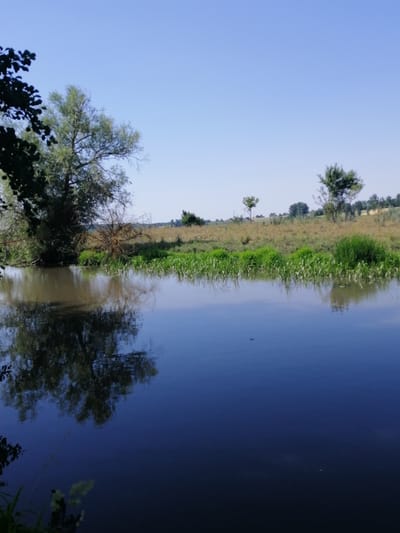 This is a landscape photograph of a riverbank scene under a clear blue sky, likely taken during the daytime. The foreground is dominated by the calm, dark water of a river, reflecting the trees and sky. On the left bank, a large tree with wispy foliage is partially visible, its reflection a dark mass in the water. Further along the bank, dry, thorny branches of a dead tree are prominent, contrasting with vibrant green reeds and other vegetation growing in and around the water.

The middle ground shows a grassy bank with scattered trees and bushes, leading to a slightly hilly landscape in the background. Several small white birds, possibly egrets, are visible among the reeds and on the dry grass, suggesting a natural, uncultivated environment. The overall impression is one of a serene and peaceful rural setting in Ukraine. The time of day appears to be late morning or early afternoon, given the bright sunlight and clear sky. There is no visible text in the image.