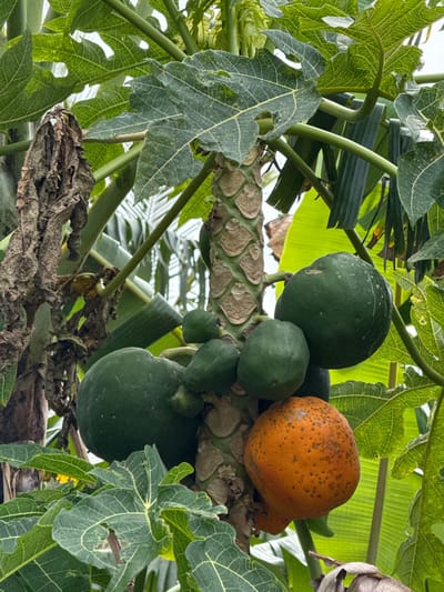 The image displays a close-up, vertical view of a papaya tree (Carica papaya) located in Dumbéa, France. The central subject is the tree's trunk, characterized by its distinctive patterned leaf scars. Clustered around the trunk are multiple papaya fruits. Most are unripe, uniformly green, and vary in size, from small, nascent fruits to larger, mature green specimens. Prominently featured among these is one ripe or ripening papaya, which is orange with visible dark spots. The fruits are surrounded by large, deeply lobed green papaya leaves, some exhibiting minor imperfections. In the background, additional tropical foliage, including sections of broad, green leaves consistent with banana plants, and some dried, brown vegetative matter, is visible. The scene is illuminated by natural daylight. No people, actions, or interactions are depicted.