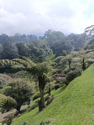An outdoor scene in Tapaiteng Uesa, Bhutan, displays a verdant, hilly landscape under a bright, hazy sky. A steep, manicured grass-covered slope occupies the lower right quadrant of the image. Multiple tree ferns with large, spreading fronds are prominent throughout the midground, alongside various other dense green foliage. In the central midground, a small building with a distinctive reddish-brown, multi-tiered roof is partially visible, nestled amidst the trees and bushes. To the left, a body of water is discernible through the surrounding vegetation. The background consists of dense, multi-layered forest covering distant hills, which blend into the pale sky. No individuals or direct actions are depicted within the frame.