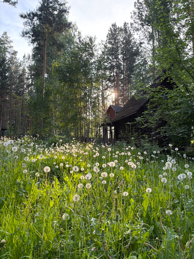 The image depicts a tranquil scene of a log cabin nestled within a forest clearing. The foreground is dominated by a field of dandelions, their fluffy seed heads catching the sunlight, creating a whimsical and ethereal atmosphere. The cabin itself is constructed from dark logs and features a rustic wooden roof, suggesting it's an older structure. It appears to be situated in a remote or natural setting, surrounded by tall trees. The sun is setting, casting a warm, golden glow through the trees and onto the field of dandelions. The overall impression is one of peace and seclusion. This scene is located in Sukhaya, Russia.