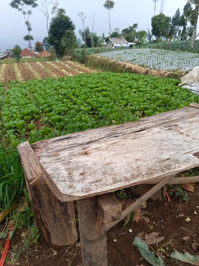 The image depicts an agricultural landscape, specifically a series of cultivated fields and scattered residential structures, set against an overcast sky. In the immediate foreground, a roughly constructed, weathered wooden bench or low table, composed of light-colored planks and dark support logs, is positioned on dark brown earth. To the left of the wooden structure, sparse green grass and red debris are visible on the ground.

Beyond the foreground, the midground is dominated by agricultural fields. A large section directly behind the wooden structure features rows of vibrant green, leafy crops, consistent with lettuce or cabbage. To the left of this section, another field exhibits rows of dark brown, tilled earth, possibly awaiting planting or recently harvested. Further into the midground and slightly to the right, a terraced field is visible, distinguished by a dark brown dirt embankment and a field covered with white plastic sheeting, indicative of agricultural mulch film over young plants.

In the background, several single-story residences with corrugated metal roofs are interspersed among various trees, including tall, slender varieties with sparse foliage. The sky above is light grey and hazy, suggesting overcast or foggy conditions. No individuals are present, and no actions or interactions are depicted in the scene, located in Pinnwe, Myanmar (Burma).