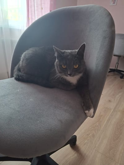 A medium shot shows a gray and white cat lying on a gray office chair. The cat is facing the camera with yellow eyes and a white chest. Its front left paw is extended over the side of the chair, showing a white sock. The chair is positioned on a wooden floor. In the background, sheer pink curtains are visible in front of a window, and another office chair is seen to the right. The scene is indoors, likely in a residential setting in Dzyarzhynsk, Belarus.