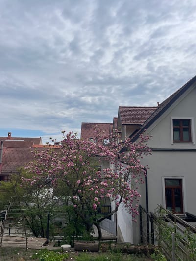 The image depicts a residential street scene in Škofja Loka, Slovenia. Several buildings with gabled roofs covered in red clay tiles are visible. The buildings have light-colored facades with dark-framed windows. A tree with pink blossoms is in full bloom and dominates the middle-ground, partially obscuring the view of the buildings. The sky is overcast with a layer of thin, broken clouds. A fence and foliage are on the right side of the image.