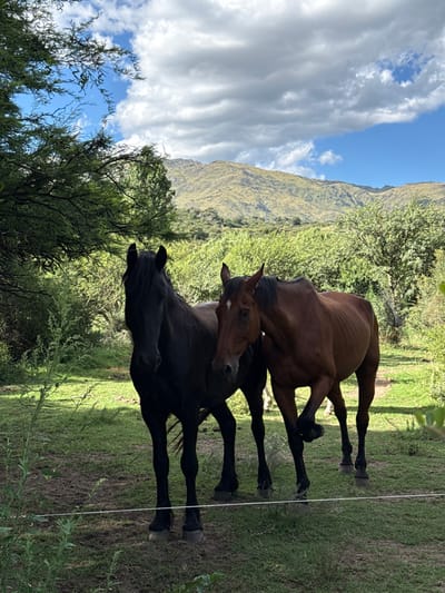 Two horses graze in a grassy field. A black horse stands in the foreground, while a brown horse is partially visible behind it, their heads close together. Lush green grass covers the ground, and a fence runs along the right side of the frame. Trees and foliage frame the left side of the image. In the background, a large mountain looms under a sky filled with white clouds and patches of blue.