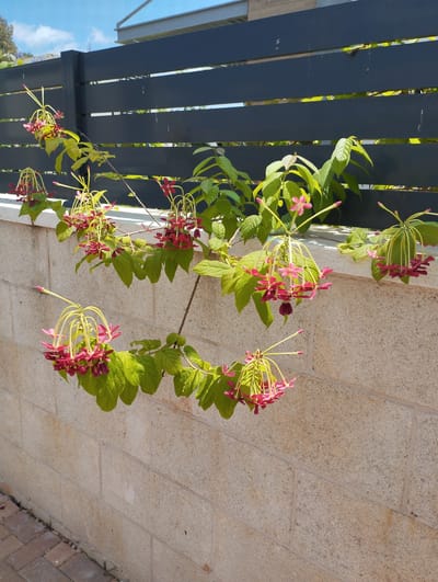 This image captures a close-up view of a flowering vine climbing against a textured, beige brick wall in Pardes Hana-Karkur, Israel. The vine features clusters of small, star-shaped pink flowers with protruding yellow stamens, hanging in a cascading manner. The leaves are a vibrant green, with some appearing lighter and younger. Behind the vine, a dark gray horizontal slat fence is visible, with glimpses of blue sky and distant light-colored structures through the gaps. The bottom of the image shows a paved area with reddish-brown bricks. There are no people or animals present in the scene.
