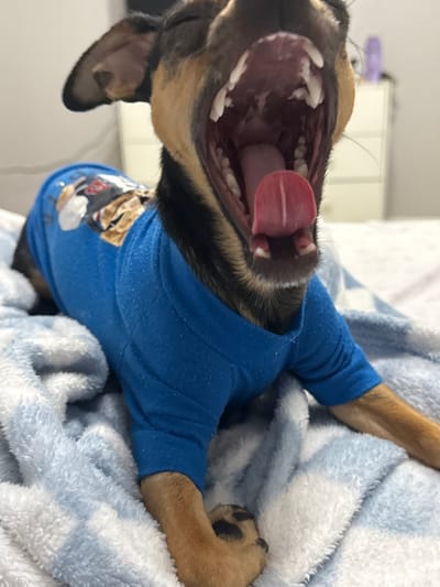 A yawning or barking dog wears a bright blue shirt with a graphic. The dog lies on a fluffy, light-blue blanket, its mouth wide open, revealing teeth and a pink tongue. The background is blurry but appears to be an indoor setting. One ear is visible, and the dog's paw with black claws rests on the blanket.