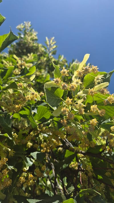The image depicts a close-up view of a linden tree in bloom, seen from below looking up towards a clear blue sky. The foreground is filled with clusters of small, pale yellow linden blossoms and heart-shaped green leaves. The blossoms are intricate, with delicate petals and stamens. Some blossoms appear to be fading, with dried brown centers, while others are in fuller bloom. The leaves are vibrant green, with serrated edges, and are illuminated by sunlight, creating some dappled shadows. The branches of the tree are visible as dark, slender lines weaving through the foliage. The background is dominated by the bright expanse of the sky.
This scene is likely located in Preiļi, Latvia, given the prevalence of linden trees in the region and the typical climate conditions for their bloom. The image captures a natural outdoor setting, possibly a park, garden, or tree-lined street within the city of Preiļi. There are no people or animals visible in the frame. The overall impression is one of a peaceful, sunlit day, highlighting the natural beauty of the linden tree's flowering season.