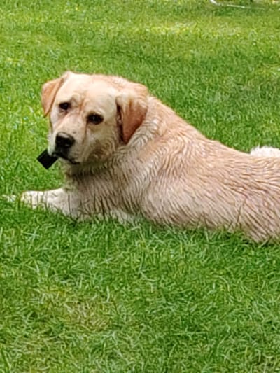 A light-colored, wet Labrador retriever lies on vibrant green grass. The dog's fur appears matted and darker due to being wet. Its head is turned slightly towards the viewer, with its mouth open, revealing a dark object that appears to be a black cap from a pen or marker. The dog's eyes are dark and appear slightly droopy. The background is entirely filled with lush green grass, with no discernable urban features present. The image lacks any specific indicators of location within Выльтыдор, Russia.