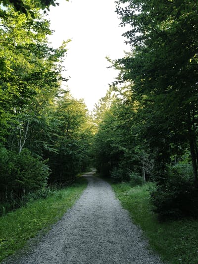 A gravel path winds through a dense forest, flanked by lush green trees. The sunlight filters through the canopy, creating a dappled effect on the path and illuminating the leaves. The path appears to be in a natural setting, possibly a park or forest trail. There are no people or animals visible in the image, and no specific landmarks that would indicate a location in True, Denmark. The scene is serene and invites exploration.