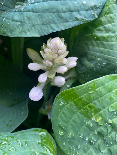 A close-up shot showcases a cluster of unopened white hosta flowers surrounded by large, green hosta leaves. The leaves exhibit prominent veins and are speckled with numerous clear water droplets, indicating recent rain or dew. The flowers, tightly furled and pale, are also dotted with tiny water beads. The overall impression is one of freshness and natural beauty, possibly captured after a rainfall in a garden setting. The lighting suggests it is daytime, and the lush greenery points to a temperate climate. There are no people or text visible in the image. The scene is tranquil and focuses on the delicate details of the plant's growth.