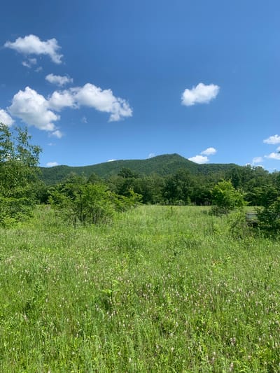 The image depicts a serene natural landscape under a clear blue sky dotted with fluffy white clouds. The scene is dominated by a lush green mountain covered in dense trees that slope gently from the left to the right side of the frame. In the foreground, a field of tall green grass with scattered small pinkish flowers stretches across the right half of the image. A few trees are also visible on the left side of the field, with some foliage extending into the bottom left corner.
There are no people or man-made objects prominently featured in the scene, contributing to a sense of untouched nature. The lighting suggests it is daytime, likely late morning or early afternoon, given the bright sunlight. The overall atmosphere is peaceful and tranquil, evoking a feeling of calm and natural beauty. The location appears to be a rural or wilderness area, with the rolling mountains and expansive field characteristic of such environments. No text is visible in the image.
