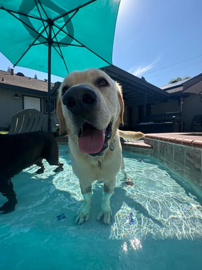 This image depicts a residential backyard scene in Rocklin, United States, captured from a low angle within a swimming pool. The central subject is a light-colored Labrador Retriever, facing directly towards the camera, standing in clear, blue-tinted water that reaches its lower chest. The dog's mouth is open, revealing a pink tongue, and a metal tag hangs from its collar. Its fur appears wet. To the left, partially obscured, a black Labrador Retriever is also standing in the water.
A large, teal-colored patio umbrella is open in the upper left quadrant of the frame, providing shade. The background features various elements of a suburban residence under a bright, clear blue sky with minimal cirrus cloud cover. On the left, a segment of a single-story house with a dark roof and light siding is visible, along with an outdoor chair. On the right, a covered patio area with a dark roof, wooden beams, and an outdoor bench is present. A silver-colored patio heater is situated beneath the covered patio. Distant solar panels are visible on a roofline further in the background, along with overhead utility lines. The pool itself has a brick coping visible on the right side, and sunlight creates distinct ripple patterns on the water surface and tiled pool bottom.