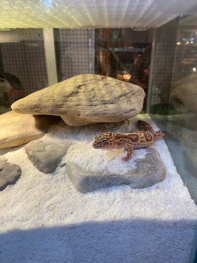 A leopard gecko is perched on a rock in a terrarium, its body displaying a pattern of brown spots and stripes against a tan background. The gecko is facing left, with its head slightly turned towards the viewer. The terrarium's substrate consists of fine white sand, dotted with several grey rocks of varying sizes. A large, flat rock is positioned behind the gecko, providing a naturalistic habitat element. The top of the terrarium features a white, gridded lid, likely for ventilation. The background is a blur of a mesh enclosure and foliage. There is no discernible connection to Rengat, Indonesia.