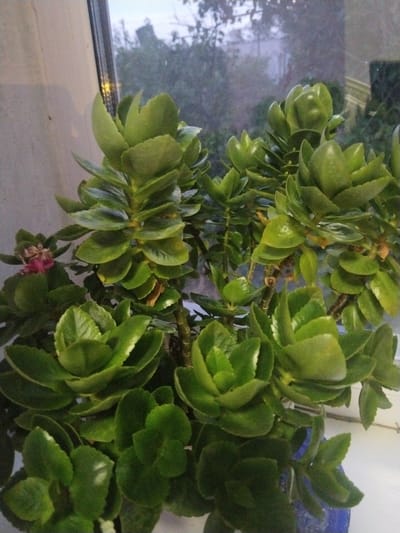 A close-up, vertical, eye-level shot shows a potted Kalanchoe plant with thick, green leaves and some small, dried pink flowers. The plant is positioned on a white windowsill, with a window in the background. Through the window, blurred trees and possibly a building can be seen, suggesting an outdoor scene. The sky appears overcast, indicating it might be a cloudy day or evening. The plant is in a blue pot, partially visible at the bottom right of the frame. The lighting suggests it's either early morning or late afternoon, with diffused light entering through the window. The scene is indoors, with the window providing a view of the outside. There are no people visible, and no text is present in the image. The overall impression is a still life of a houseplant.