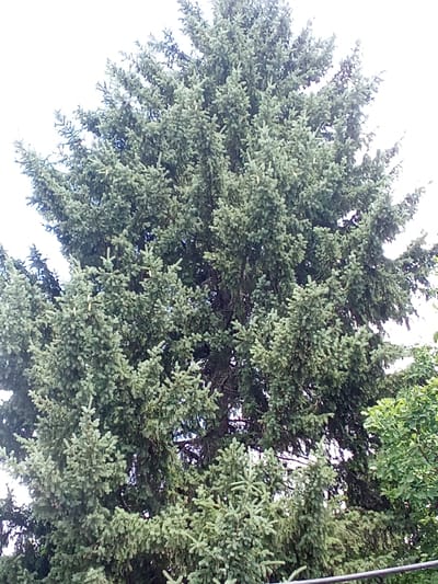The image is a close-up, low-angle shot of a large evergreen tree, likely a spruce or fir, against a bright, overcast sky. The tree's dense foliage dominates the frame, with its branches and needles filling the majority of the image. The needles are a muted green, with some appearing lighter or slightly yellowish. Some small, light-colored cone-like structures are visible amongst the needles. The overall impression is one of lush, overgrown vegetation. The image does not contain any people, actions, or interactions. The environmental context is limited to the tree and sky, with a hint of other green foliage visible in the lower right corner. The image does not provide any information to place it in the city of Altai, Kazakhstan.