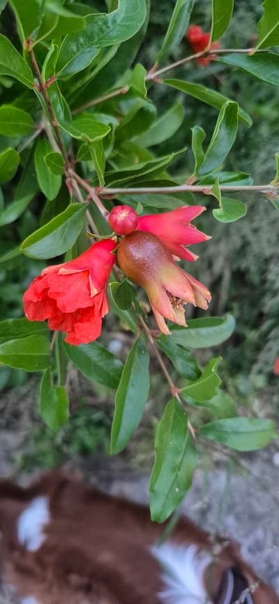 In Ivanovići, Montenegro, a close-up, vertical shot captures a branch of a pomegranate tree adorned with blooming flowers and developing fruit. Lush green leaves form a dense backdrop. Prominently featured are two vibrant red pomegranate flowers, one slightly unfurled and the other more open, showcasing its petals. To the right of these, a small, immature pomegranate fruit, tinged with brown and green, is visible, still enclosed by its sepals. Above this fruit, a tiny red bud hints at another potential bloom. The background is softly blurred, revealing hints of the natural environment, with the lower portion of the image showing a blurred brown and white pattern, possibly indicating the presence of an animal, such as a goat. The lighting appears natural, likely daylight, casting soft shadows and highlighting the textures of the leaves and flowers.