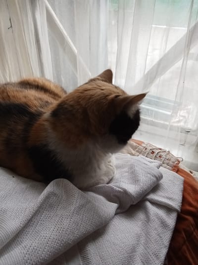 A calico cat is lying on a white textured fabric in front of sheer white curtains. The cat is facing away from the camera, looking towards the window. The fabric it is lying on is draped and folded, with another textured fabric in a rust color underneath. The background shows a window with horizontal blinds. The scene appears to be indoors, possibly in a residential setting. There is no indication of the city of Esik, Kazakhstan in the image.