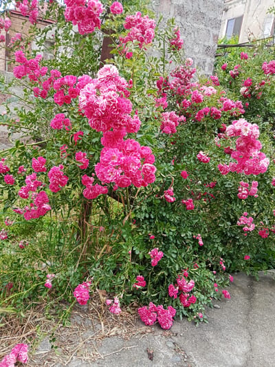 A dense bush of vibrant pink roses is in full bloom, with clusters of flowers covering the branches. The rose bush is situated in front of a weathered, grey stone building with visible windows. The scene appears to be outdoors, with dry grass and debris on the ground near the base of the bush. The lighting suggests it is daytime. The location is identified as Ashtarak, Armenia. There are no people or animals visible in the image.