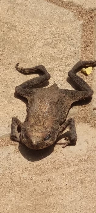 The image displays a desiccated amphibian, identified as a toad or large frog, lying dorsal side down with its limbs splayed on a light brown, rough-textured ground surface, consistent with concrete or paving. The animal exhibits advanced post-mortem desiccation, with shriveled, textured skin in shades of brown and grey. Its eyes are partially closed or sunken. Strong shadows are cast, indicating direct sunlight. A small, irregular yellow object is visible near the upper right hind limb of the amphibian. The scene is located in Alagbado, Nigeria. No human subjects, active movements, or interactions are present.