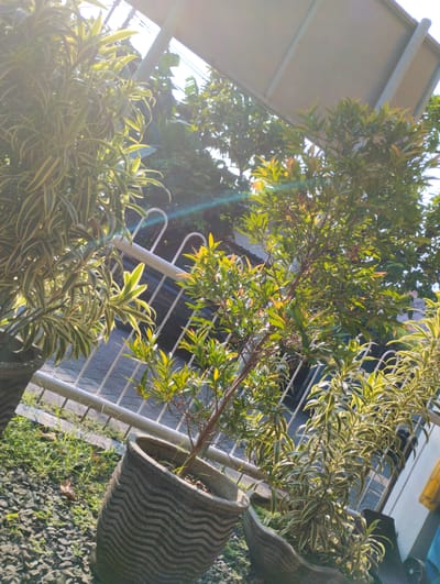 The image depicts an outdoor scene with potted plants in the foreground, likely in the city of Tanjungsari, Indonesia, given the sun's angle and the style of vegetation. In the center, a small tree with green leaves and some reddish new growth is planted in a decorative gray pot with a wavy pattern. To the left and right, two other potted plants with variegated green and yellow striped leaves are visible, also in similar decorative pots. A white metal railing runs horizontally across the middle ground, behind the plants. Beyond the railing, the background shows a dark surface, possibly a road or driveway, and more trees and foliage. The scene is illuminated by bright sunlight, casting shadows and creating lens flare effects, suggesting it is daytime. The ground is covered with small dark pebbles and patches of grass. A portion of a white structure, possibly a roof or awning, is visible at the top of the image, with electrical wires running behind it.