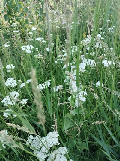 The image depicts a close-up view of a dense meadow filled with white wildflowers and tall green grass. The wildflowers appear to be yarrow, with their characteristic flat-topped clusters of small white flowers. The grass is lush and varied, with some blades standing tall and others lying down. In the background, darker green foliage is visible, suggesting other types of plants in the meadow. The lighting indicates it is daytime, likely outdoors. There are no people or animals present in the scene. The setting is natural, likely a field or meadow. The location provided, Lykhove, Ukraine, suggests this is an outdoor scene in a rural or semi-rural area.