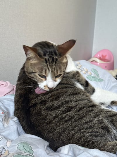 A tabby cat is grooming itself on a bed in a room. The cat is lying down, with its head bent towards its chest, and its tongue is visible as it licks its fur. The bedding appears to be light blue with a floral pattern. In the background, a pink object, possibly a pet accessory, is visible. The wall behind the cat is a neutral color. The scene is indoors.