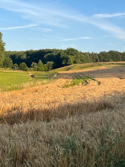 The image depicts a rural landscape in Wiera, Germany, characterized by a field of ripe wheat in the foreground and a dense forest on a hillside in the background. The wheat stalks, golden and dry, dominate the right side of the frame, suggesting it is late summer or early autumn, a time of harvest. A path or track is visible cutting through the field, leading towards the forest.

On the left side of the image, the forest is lush and green, with tall trees forming a thick canopy. The transition between the golden field and the verdant forest creates a striking contrast. A strip of green grass with some scattered wildflowers can be seen between the wheat field and the forest edge, suggesting a natural border or a mown area. In the distance, the sky is a clear, bright blue with a few wispy white clouds, indicating fair weather. The lighting suggests it is late afternoon or early evening, with the sun casting long shadows across the field. There are no people or specific objects of note visible, other than what appears to be a small, weathered wooden structure partially obscured by vegetation near the forest edge. The overall scene evokes a sense of peacefulness and the abundance of nature.