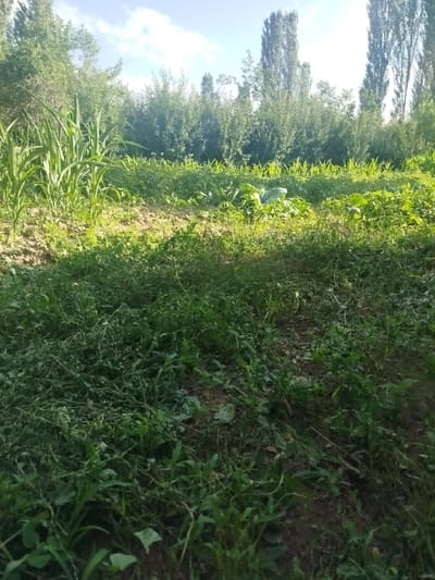 The image shows a garden scene with a variety of plants and trees. In the foreground, there is a dense growth of green foliage, appearing to be a mix of weeds and cultivated plants. The soil is visible in patches. Behind this, a row of corn stalks stands tall, their green leaves catching the sunlight. Further back, a variety of other plants, including what appear to be cabbage or leafy greens, are visible, interspersed with more greenery. The background is dominated by a line of tall, slender trees, likely poplars, with a clear blue sky above, dotted with a few white clouds. The overall impression is of a lush, sunlit garden or agricultural plot. The location is identified as Boo-Terek, Kyrgyzstan. No people or animals are visible in the image.