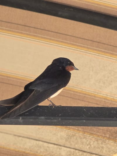 A barn swallow perches on a dark metal bar against a backdrop of striped fabric. The bird, primarily black with a reddish-orange throat and white underside, faces to the right with its head slightly turned. Its long, forked tail feathers extend behind it. The fabric behind the bird consists of horizontal bands of light brown, tan, and thin yellow and white stripes. The scene appears to be outdoors, possibly on a balcony or patio. The location is Marinka, Bulgaria.