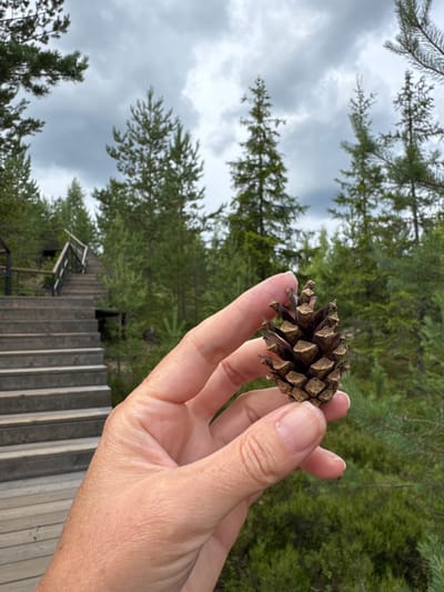 A close-up shot shows a person's hand holding a pinecone in the foreground. The pinecone is dark brown and has distinct scales. The hand is lightly tanned with visible wrinkles and manicured fingernails. In the background, a wooden staircase with railings ascends a gentle slope. Tall, green coniferous trees surround the staircase and extend into the distance. The sky is overcast with gray clouds. The setting appears to be a natural area, possibly a park or hiking trail, in or near Peski, Russia.