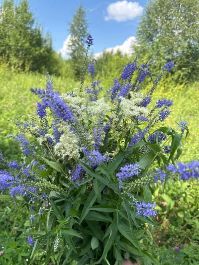 A close-up, eye-level shot features a bouquet of wildflowers with predominantly purple and white blossoms. The flowers are arranged in a dense cluster, with long, slender stems and serrated green leaves. In the background, a soft-focus expanse of lush green foliage and trees under a bright blue sky with scattered white clouds suggests an outdoor, natural setting. The image lacks any discernible urban or specific geographical markers of "Липовая I, Russia." No people are visible, and no actions or interactions are depicted.