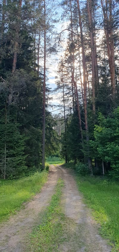 The image shows a dirt road winding through a dense forest in Puncene, Latvia. Tall pine trees with thin trunks dominate the scene, with sunlight filtering through their branches and creating dappled shadows on the road and the surrounding grass. The road appears to be a natural path, not paved, with patches of green vegetation growing along its edges and in the center. The grass on either side of the road is lush and vibrant, indicating a summer or spring season. The sky visible through the trees is blue with some white clouds. The overall impression is one of a quiet, natural landscape. There are no people or animals visible in the image, nor any man-made structures other than the road itself. The image is taken from a low angle, looking up towards the sky and deeper into the forest.