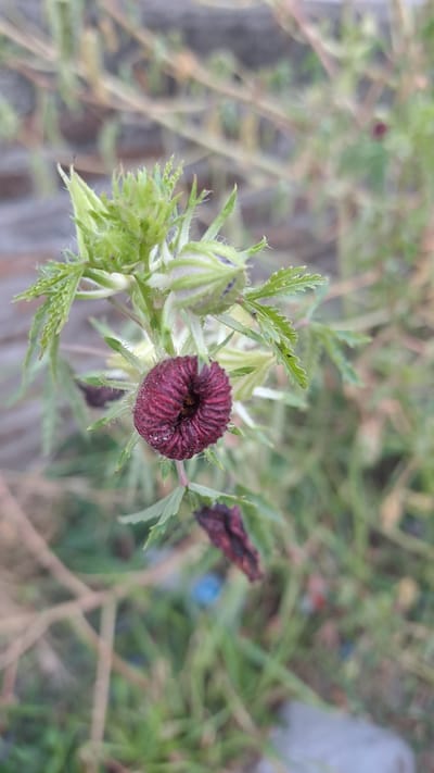 A dark red, shriveled flower bud is in focus on a stem with green leaves and buds. The background is blurred, showing more green foliage and a gray, textured surface that could be a brick wall or pavement. The scene appears to be an outdoor environment.
