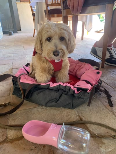 A small, tan dog wearing a red harness is seated in a pink and gray pet carrier on a tiled floor. The carrier is in the foreground, with a pink water bottle and leash visible to the left of it. In the background, wooden chairs and tables are set up, suggesting an outdoor dining area. The overall setting appears to be a restaurant or cafe with a rustic ambiance. The scene likely takes place in Castiglione d'Orcia, Italy, given the context.