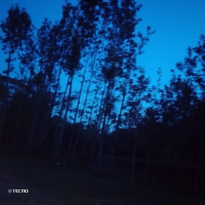 A blue-toned image reveals silhouetted trees against a night sky. The sky varies in shades of blue, ranging from a pale tone above the trees to darker hues at the top. The trees, appearing as dark silhouettes, fill much of the frame. The lower portion suggests a dark, undefined ground surface. The overall impression is of a dim, possibly nighttime, scene with a focus on the contrast between the sky and trees.
