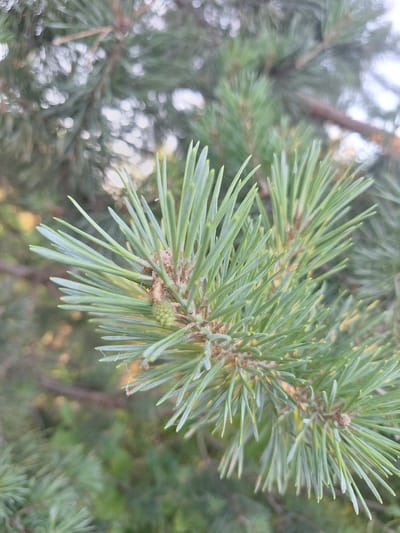 This is a close-up photograph of pine needles and a small, immature pine cone. The pine needles are long, thin, and a vibrant green color, with some appearing slightly lighter towards their tips. They are arranged in clusters along the branch. The pine cone is small and green, with visible scale-like structures. The background is softly blurred, showing more pine branches and needles in shades of green, along with patches of sunlight filtering through, creating a bokeh effect. The overall impression is one of natural detail and texture. The image was taken in Sviatopetrivske, Ukraine.