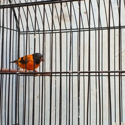 A small bird with black and orange plumage is perched on a wooden dowel inside a black metal cage. The bird is facing to the right and its head is slightly turned towards the viewer. The background is a textured light-colored wall. The image appears to be taken in an outdoor setting.