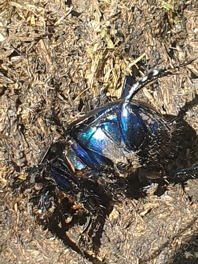 The image shows a close-up, overhead view of a dark, iridescent beetle lying on its back in dry, brown soil mixed with straw-like material. The beetle's carapace exhibits vibrant blue and green metallic reflections under the light. Its legs are splayed outwards and upwards, some appearing to be partially buried in the soil. The surrounding environment is composed of loose soil and organic debris. There is no visible indication of a city, specifically Smorodinka, Russia, nor any presence of people or any specific actions or interactions occurring in the scene. The image focuses solely on the beetle and its immediate surroundings.