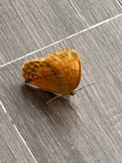 A brown butterfly is resting on a gray-toned floor with linear patterns resembling wood or tile. The butterfly displays a pattern of dark lines and circular markings on its wings. The location, Tả Van, Vietnam is extraneous as it is not detectable from the image.