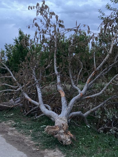 The image displays an outdoor scene dominated by a large, fallen tree. The tree lies horizontally across the foreground and midground, with its root ball partially visible on the left side of the frame. Its trunk and numerous branches are a distinctive pale greyish-white, with several areas showing freshly exposed lighter wood where branches have broken. Most of the smaller branches still hold dried, brown leaves, suggesting the tree is either dead or succumbed recently.

In the background, a dense growth of vibrant green trees or bushes stands upright, providing a contrast to the fallen tree. The ground beneath and around the fallen tree is covered with green grass and scattered small white wildflowers. A section of a dirt path or unpaved road runs along the bottom left edge of the image.

The sky is overcast with grey clouds, indicating either a heavily clouded day or possibly dusk. The diffused lighting casts no harsh shadows. The overall scene suggests the aftermath of a natural event, such as a storm or strong winds, that caused the tree to fall. No people, animals, or visible text are present in the image. The setting appears to be a natural or semi-rural area in Qila Saifullah, Pakistan.