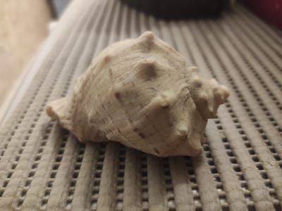 The image shows a light-colored seashell with prominent spikes, resting on a textured surface that appears to be a beige-colored mat with raised parallel ridges and square indentations. The seashell is positioned slightly off-center in the frame. The lighting is dim, casting soft shadows. There is no indication of the city of Yelizavetinskaya, Russia, or any human presence.