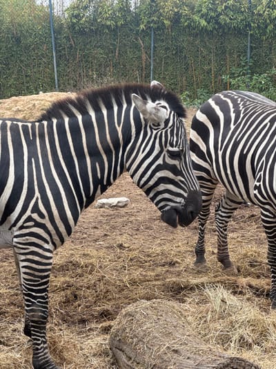 The scene depicts two zebras within an outdoor enclosure in Cidade da Maia, Portugal. A zebra occupies the left and central foreground, presented in a partial profile view, facing right with its head slightly lowered. Its black and white striped coat is clearly visible, and its mouth is slightly agape. A second zebra's hindquarters and posterior legs are visible in the mid-ground on the right, also displaying black and white stripes. The ground surface is composed of dry, yellow-brown hay and soil. A large, weathered log, partially covered in hay, rests horizontally in the lower right foreground. A smaller, light-colored stone is situated on the ground behind the foreground zebra's head. The background consists of a tall, light-colored fence with vertical bars, behind which a dense wall of green bamboo foliage is visible.