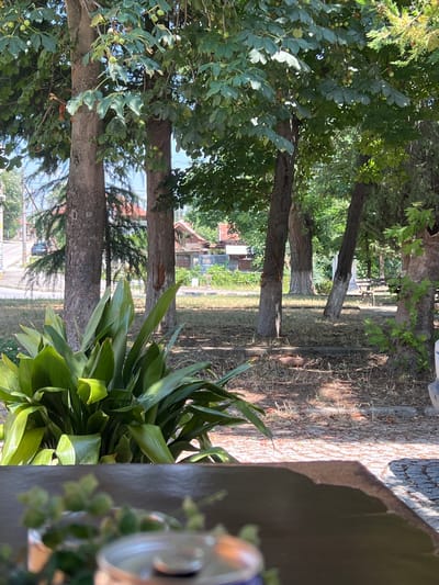 The image depicts a sun-dappled outdoor setting in Akandzhievo, Bulgaria, characterized by lush greenery and residential structures in the background. In the foreground, a dark, possibly wooden surface occupies the bottom portion of the frame, with a blurred object that appears to be a metal can and some greenery resting on it.
Dominating the mid-ground are several mature trees with thick trunks and dense foliage casting shadows on the dry, grassy ground. A vibrant green plant with large, broad leaves is prominently placed to the left. Beyond the trees, glimpses of houses with red-tiled roofs are visible, suggesting a residential area. A street with a parked car can be seen to the far left, indicating the presence of a road. Further into the background, a park bench is situated under a tree, implying a public or recreational space. The overall impression is one of a tranquil, daytime scene in a neighborhood that blends nature with domestic habitation.