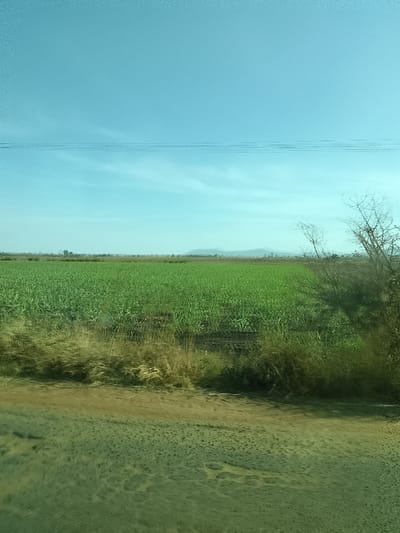 This image depicts a rural agricultural landscape, identified as being in Kerang, Nigeria. The scene is dominated by a clear, light blue sky occupying the upper third, traversed by three thin, dark horizontal power lines slightly above the center. Below these lines, a vast, flat field of vibrant green crops, consistent with sugarcane or a similar tall grass, extends across the midground from left to right. In the immediate foreground, a textured, dark greenish-brown surface, possibly a road or damp earth with scattered darker spots, is present. A horizontal band of dry, light brown and yellowish grass separates this surface from the green field. On the far right, a cluster of sparse, leafless trees or shrubs with thin, dark branches stands against the green vegetation. The distant horizon reveals faint, hazy, low-lying hills or mountains under the pale sky. No human figures, animals, or prominent man-made structures other than the power lines are visible.