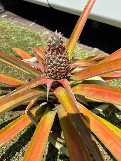 The image displays an unripe pineapple plant (Ananas comosus) situated in Papeete, France. A single pineapple fruit, approximately 15-20 cm in length, is centrally positioned atop the plant. The fruit displays a brown, textured surface composed of distinct hexagonal scales, transitioning to greenish-purple at its spiky crown. Surrounding the fruit are numerous long, rigid, sword-shaped leaves, exhibiting variegated coloration of deep reddish-orange, green, and yellow, with prominent serrated edges. The plant is rooted in an area of sparse green grass and exposed soil. In the upper background, the lower body panel of a light-colored vehicle is visible above a dark shadow, adjacent to a grey concrete curb. The scene is brightly illuminated by direct sunlight, casting strong shadows.